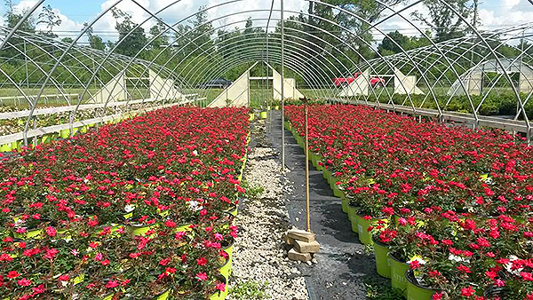 Crawford Nursery & Garden Center Odenville Alabama large plant warehouse, plants, trees, shrubs, flowers | 205.640.6824