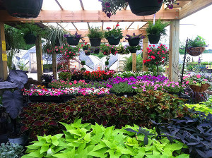 Crawford Nursery & Garden Center Odenville Alabama large plant warehouse, plants, trees, shrubs, flowers | 205.640.6824