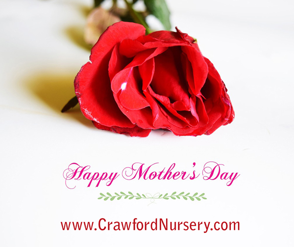 Happy Mother's 2016 from Crawford Nursery located on Highway 411 in Odenville, Alabama. "Drive a little, save a lot!" | 205.640.6824