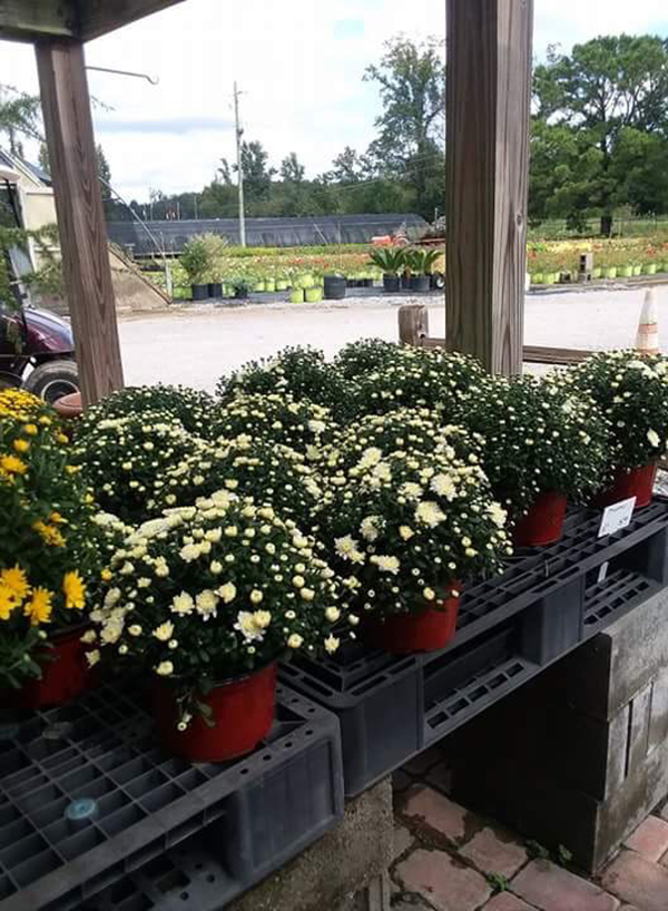 Fall has arrived and our mums are beautiful at Crawford Nursery & Garden Center with several colors to choose from in 8" & 12" pots.  Our 12" pots are ONLY $15
