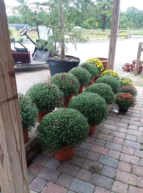 Fall has arrived and our mums are beautiful at Crawford Nursery & Garden Center with several colors to choose from in 8" & 12" pots.  Our 12" pots are ONLY $15