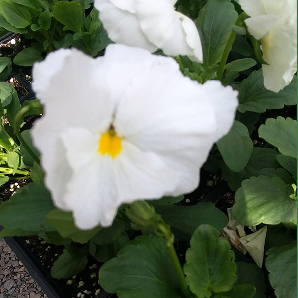Our first shipment of pansies has arrived with several colors available at Crawford Nursery & Garden Center.  Come shop for your fall color! | 205.640.6824