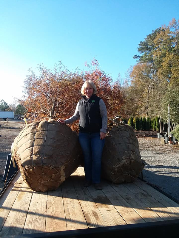 Taking care of business this cold morning at Crawford Nursery & Garden Center. Loading 4" Caliper Bald Cypress trees special order for one of our awesome