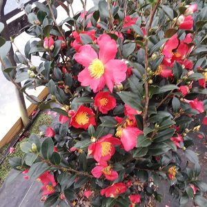 At Crawford Nursery, and Garden Center we have plenty of camellias and pansies so now is the time to buy!  Stop in today to see our flowers | 205.640.6824
