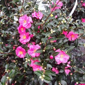 At Crawford Nursery, and Garden Center we have plenty of camellias and pansies so now is the time to buy!  Stop in today to see our flowers | 205.640.6824