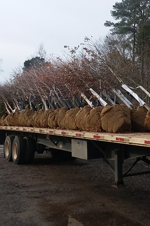 New Load of Trees arrived at Crawford Nursery & Garden Center: October Glory Maple, Autumn Blaze Maple, Nuttall Oaks, Willow Oaks, River Birch and Vitex.