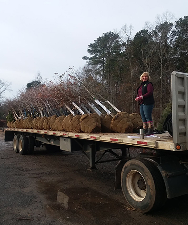 New Load of Trees arrived at Crawford Nursery & Garden Center: October Glory Maple, Autumn Blaze Maple, Nuttall Oaks, Willow Oaks, River Birch and Vitex.