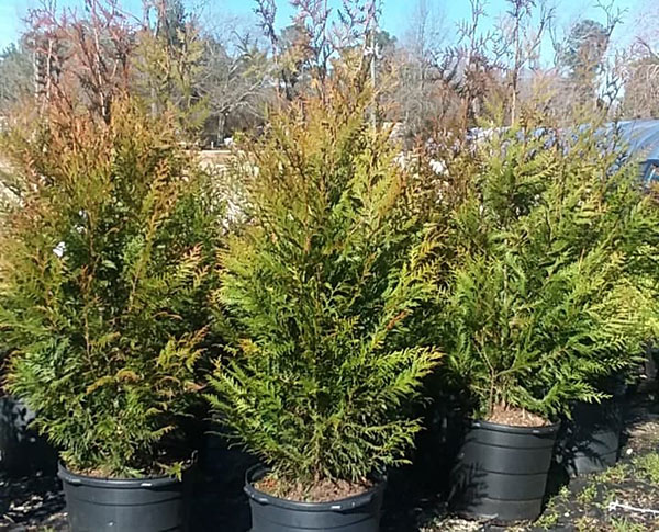 Green giant arborvitae available at Crawford Nursery & Garden Center Odenville Alabama near Birmingham Anniston Gadsden