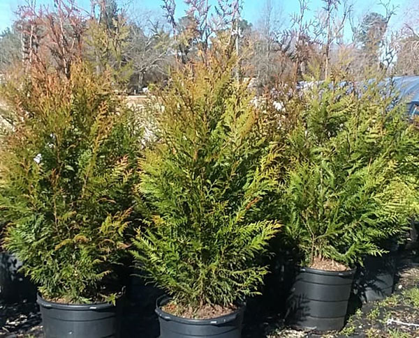 Green giant arborvitae - Crawford's Nursery