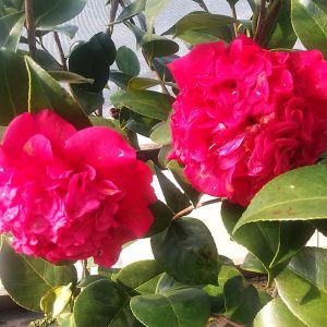 Ornamentals