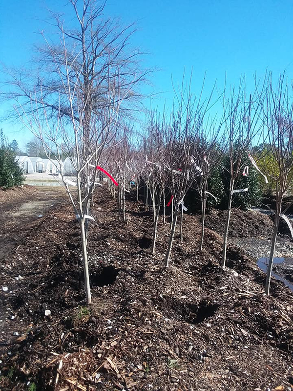 pink dogwoods white dogwoods available at crawford nursery & garden center in st clair county alabama near birmingham