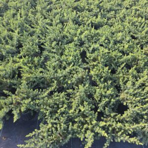 Ground Covers