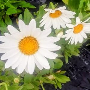 Perennials