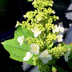 Snow Queen Hydrangea (Hydrangea quercifolia 'Snow Queen')