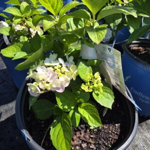 Blushing Bride Hydrangea (Hydrangea macrophylla 'Blushing Bride')