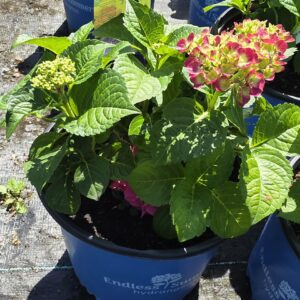 Endless Summer Original Hydrangea (Hydrangea macrophylla 'Bailmer',)