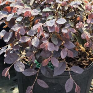 Daruma Loropetalum (Loropetalum chinense 'Daruma')