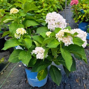 Blushing Bride Hydrangea (Hydrangea macrophylla 'Blushing Bride')