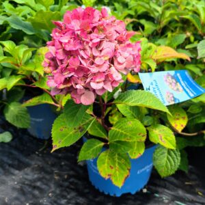 Bloomstruck Hydrangea (Hydrangea macrophylla 'PIIHM-II')