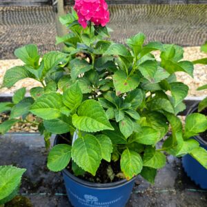 Summer Crush Hydrangea (Hydrangea macrophylla 'Bailmacfive')