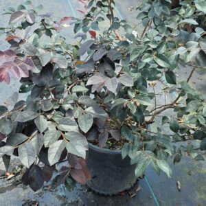 Carolina Midnight Loropetalum (Loropetalum chinense f. rubrum 'Carolina Midnight')
