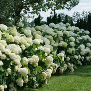 Incrediball Hydrangea (Hydrangea arborescens 'Abetwo')