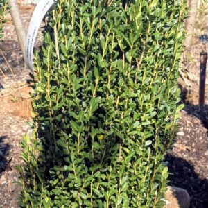 Sky Pencil Holly (Ilex crenata 'Sky Pencil')