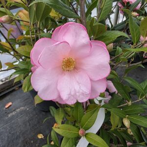 Japonica Camellia (Camellia japonica L.)