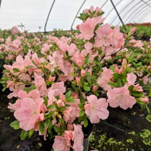 Watchet Azalea (Rhododendron x 'Watchet')