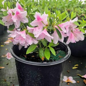 George Tabor Azalea (Rhododendron x 'George Tabor')
