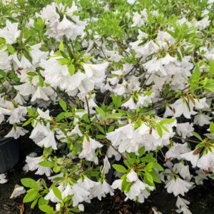 GG Gerbing Azalea (Rhododendron indicum 'Mrs. G.G. Gerbing')