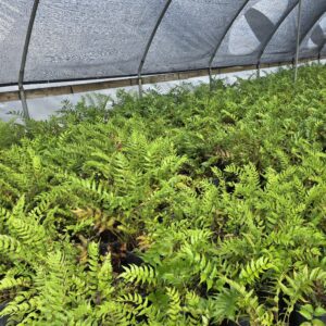 Japanese Holly Fern (Cyrtomium falcatum)