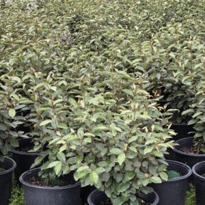 Eleagnus "Silverberry" (E. macrophylla and E. pungens)