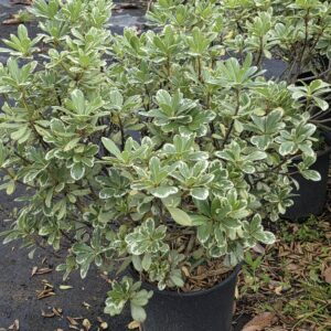 Variegated Pittosporum (Pittosporum tobira 'Variegata')