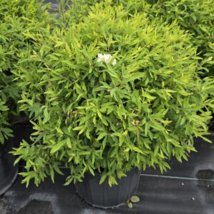 Spirea Reeves (Spiraea cantoniensis)