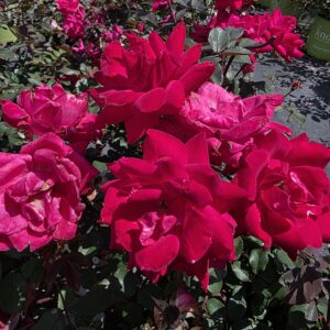 Knock Out Rose (Rosa 'Knock Out')