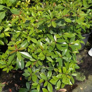 Cleyera Japonica (Japanese Ternstroemia)