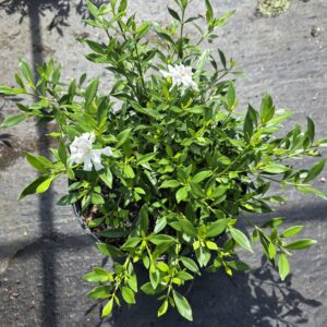 Radicans Gardenia ( Gardenia jasminoides 'Radicans')
