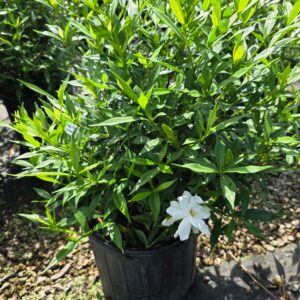 Frost Proof Gardenia (Gardenia jasminoides 'Frostproof)