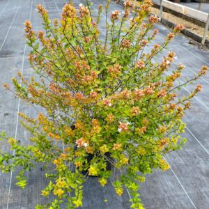 Rose Creek Abelia (Abelia × grandiflora 'Rose Creek')