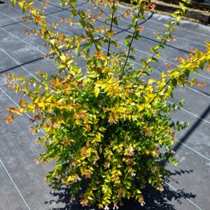Francis Mason Abelia (Abelia × grandiflora 'Francis Mason')