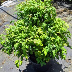 Fire Power Nandina (Nandina domestica 'Firepower')