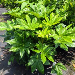 Fatsia Japonica