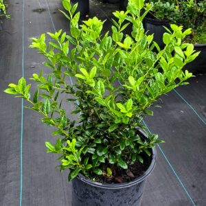 Dwarf Burford Holly (Ilex cornuta 'Burfordii Nana' )