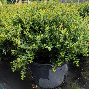 Dwarf Yaupon Holly (Ilex vomitoria 'Nana')