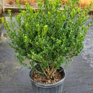Compacta Holly (Ilex crenata 'Compacta')