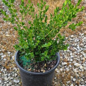 Wintergreen Boxwood (Buxus sinica var. insularis 'Wintergreen')