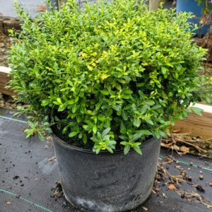 Soft Touch Holly (Ilex crenata 'Soft Touch')