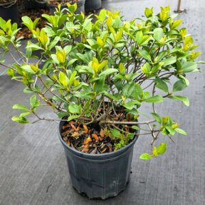 Indian Hawthorne (Rhaphiolepis indica)