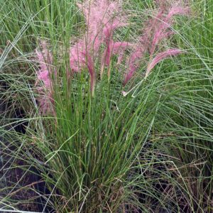 Pink Muhly Grass (Muhlenbergia capillaris)